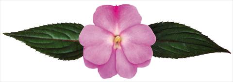 foto van een variëteit aan bloemen, te gebruiken als: Potplant, perkplant, patioplant, korfplant Impatiens N. Guinea Galaxy® Floris