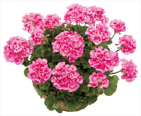 foto van een variëteit aan bloemen, te gebruiken als: Potplant, perkplant, patioplant Pelargonium zonale OpenEyes Deep Pink Dark Eye