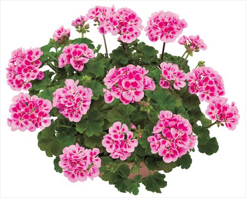 foto van een variëteit aan bloemen, te gebruiken als: Potplant, perkplant, patioplant Pelargonium zonale OpenEyes Deep Pink Red Eye
