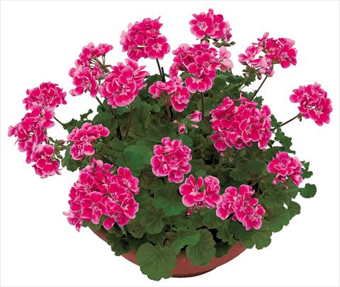 foto van een variëteit aan bloemen, te gebruiken als: Potplant, perkplant, patioplant Pelargonium zonale OpenEyes Pink Fuxia