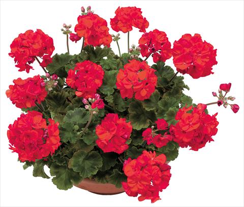 foto van een variëteit aan bloemen, te gebruiken als: Potplant, perkplant, patioplant Pelargonium zonale OpenEyes Red