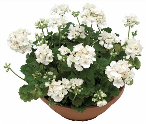foto van een variëteit aan bloemen, te gebruiken als: Potplant, perkplant, patioplant Pelargonium zonale OpenEyes White