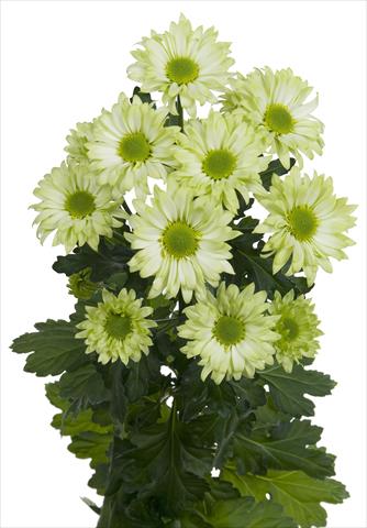 foto van een variëteit aan bloemen, te gebruiken als: Snijbloemen Chrysanthemum Green Spirit