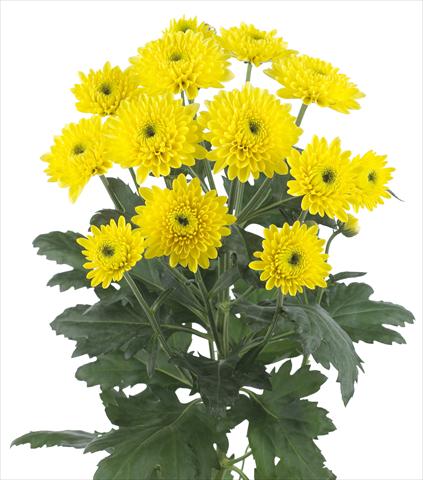 foto van een variëteit aan bloemen, te gebruiken als: Snijbloemen Chrysanthemum Ibis Sunny