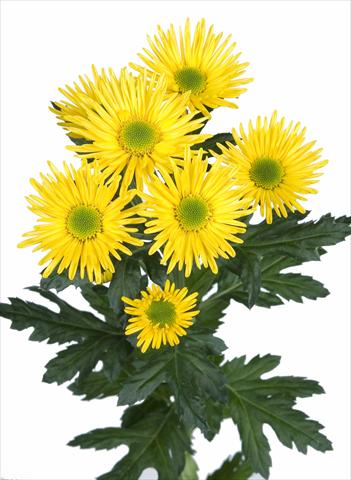 foto van een variëteit aan bloemen, te gebruiken als: Snijbloemen Chrysanthemum Korona