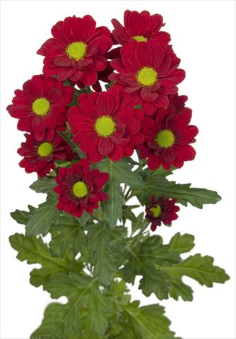 foto van een variëteit aan bloemen, te gebruiken als: Snijbloemen Chrysanthemum Redstart