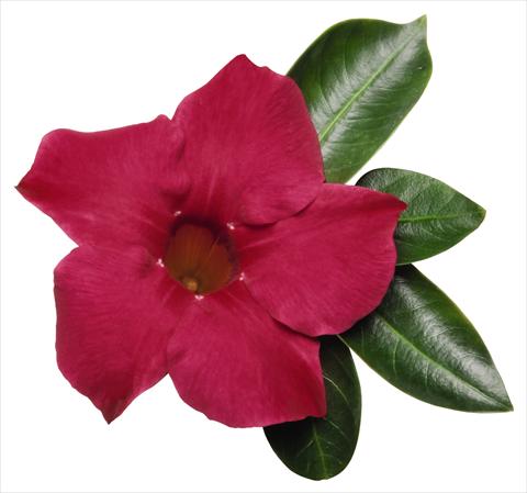 foto van een variëteit aan bloemen, te gebruiken als: Patioplant, potplant Dipladenia (Mandevilla) Costa del Sol RED FOX Malaga Cherry