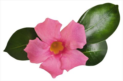 foto van een variëteit aan bloemen, te gebruiken als: Patioplant, potplant Dipladenia (Mandevilla) Costa del Sol RED FOX Malaga Pink