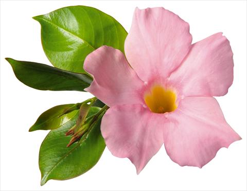 foto van een variëteit aan bloemen, te gebruiken als: Patioplant, potplant Dipladenia (Mandevilla) Costa del Sol RED FOX Malaga Soft Pink
