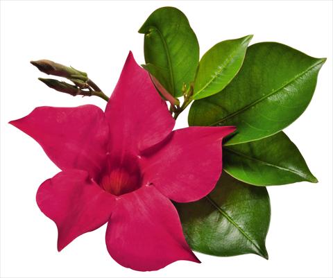 foto van een variëteit aan bloemen, te gebruiken als: Patioplant, potplant Dipladenia (Mandevilla) Costa del Sol RED FOX Marbella Hot Pink