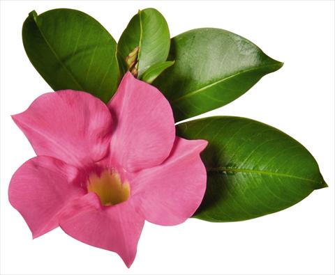 foto van een variëteit aan bloemen, te gebruiken als: Patioplant, potplant Dipladenia (Mandevilla) Costa del Sol RED FOX Marbella Pink