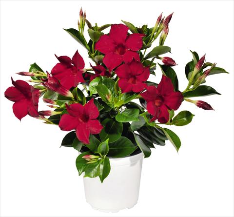 foto van een variëteit aan bloemen, te gebruiken als: Patioplant, potplant Dipladenia (Mandevilla) Costa del Sol RED FOX Marbella Red