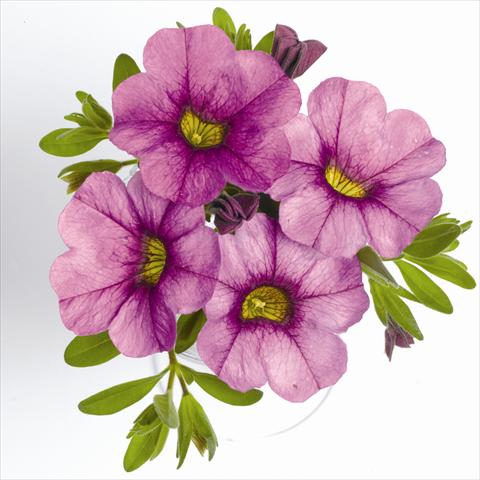 foto van een variëteit aan bloemen, te gebruiken als: Korf / Pot Calibrachoa RED FOX Aloha® Purple Sky