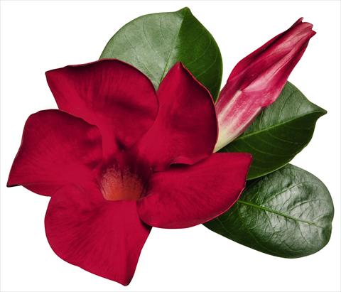 foto van een variëteit aan bloemen, te gebruiken als: Patioplant, potplant Dipladenia (Mandevilla) Costa del Sol RED FOX Miami Red
