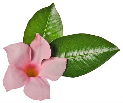 foto van een variëteit aan bloemen, te gebruiken als: Patioplant, potplant Dipladenia (Mandevilla) Costa del Sol RED FOX Miami White Blush