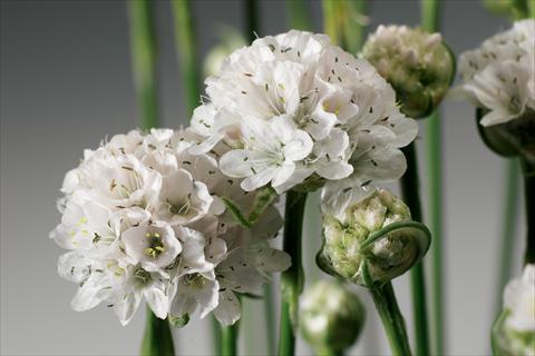 foto van een variëteit aan bloemen, te gebruiken als: Perkplant / Borders Armeria maritima Armada™ White