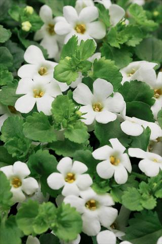 foto van een variëteit aan bloemen, te gebruiken als: Potplant, patioplant, korfplant Bacopa (Sutera cordata) Cabana® Hot White
