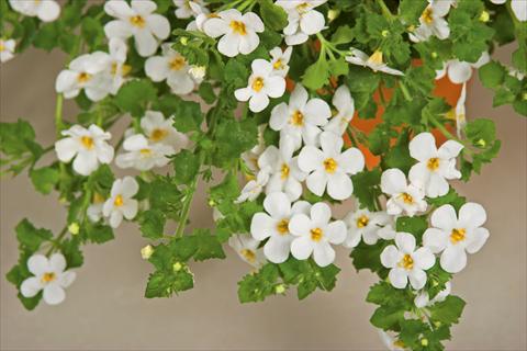 foto van een variëteit aan bloemen, te gebruiken als: Potplant, patioplant, korfplant Bacopa (Sutera cordata) Cabana® White XL