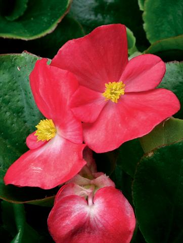 foto van een variëteit aan bloemen, te gebruiken als: Pot - en perkplant Begonia semperflorens Volumia F1 Scarlet