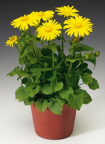 foto van een variëteit aan bloemen, te gebruiken als: Perkplant / Borders Doronicum orientale Leonardo™