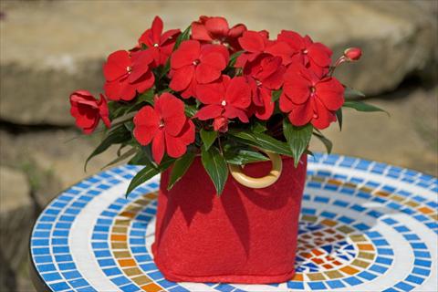 foto van een variëteit aan bloemen, te gebruiken als: Potplant, perkplant, patioplant, korfplant Impatiens N. Guinea Sonic® Deep Red