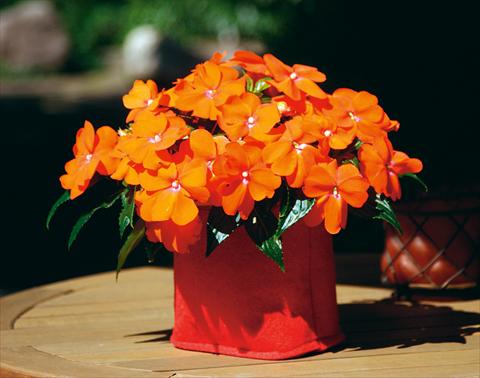 foto van een variëteit aan bloemen, te gebruiken als: Potplant, perkplant, patioplant, korfplant Impatiens N. Guinea Sonic® Orange Improved