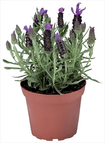 foto van een variëteit aan bloemen, te gebruiken als: Pot - en perkplant Lavandula stoechas Javelin™ Compact Blue