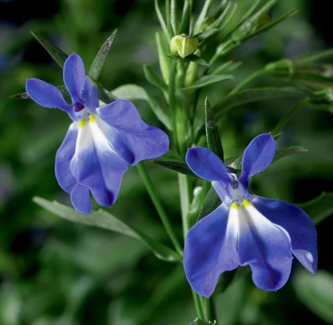 foto van een variëteit aan bloemen, te gebruiken als: Potplant, perkplant, patioplant, korfplant Lobelia erinus Laguna® Compact Blue With Eye