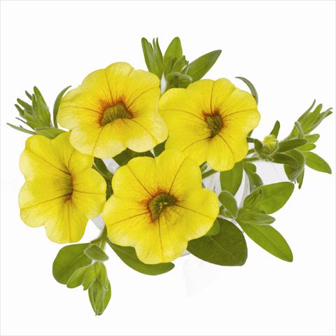 foto van een variëteit aan bloemen, te gebruiken als: Korf / Pot Calibrachoa RED FOX Aloha® Yellow