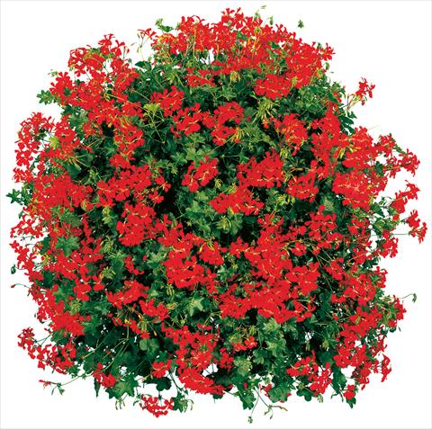 foto van een variëteit aan bloemen, te gebruiken als: Potplant, patioplant, korfplant Pelargonium peltatum Cascade® Feuer