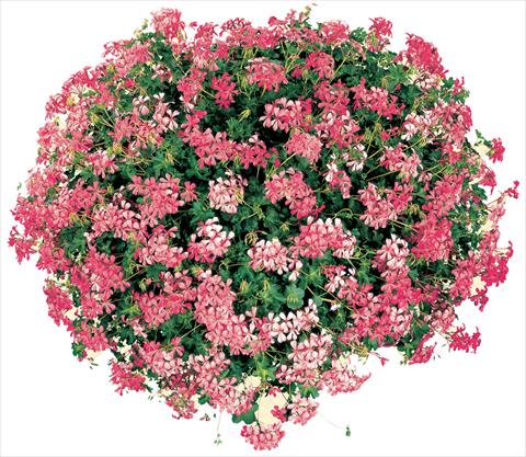 foto van een variëteit aan bloemen, te gebruiken als: Potplant, patioplant, korfplant Pelargonium peltatum Cascade® Sofie