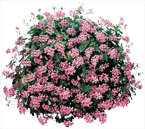 foto van een variëteit aan bloemen, te gebruiken als: Potplant, patioplant, korfplant Pelargonium peltatum Cascade® Ville De Paris