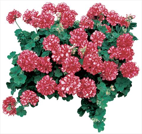 foto van een variëteit aan bloemen, te gebruiken als: Potplant, patioplant, korfplant Pelargonium peltatum Corriente Arctic Red