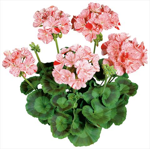 foto van een variëteit aan bloemen, te gebruiken als: Potplant, perkplant, patioplant Pelargonium zonale Avenida® Mosaic Red