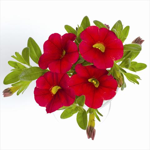 foto van een variëteit aan bloemen, te gebruiken als: Korf / Pot Calibrachoa RED FOX Aloha® Red