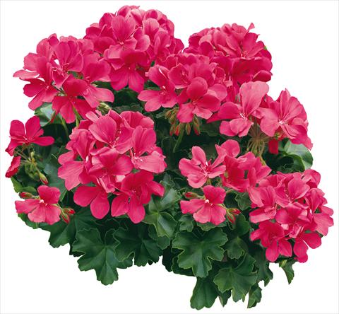 foto van een variëteit aan bloemen, te gebruiken als: Potplant, perkplant, patioplant Pelargonium zonale Caliente® Coral