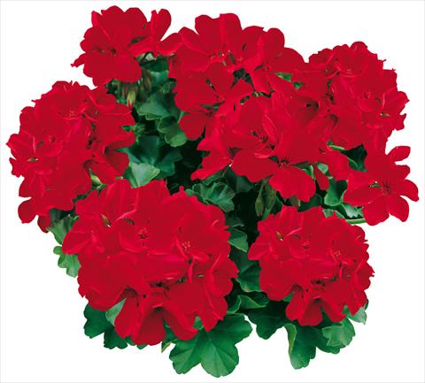 foto van een variëteit aan bloemen, te gebruiken als: Potplant, perkplant, patioplant Pelargonium zonale Caliente® Deep Red