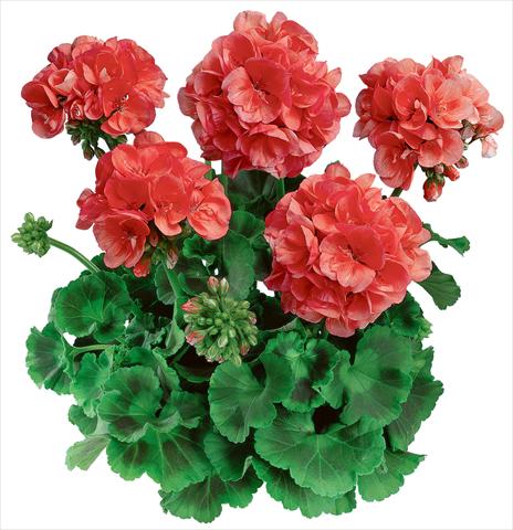 foto van een variëteit aan bloemen, te gebruiken als: Potplant, perkplant, patioplant Pelargonium zonale Classic Noblesse