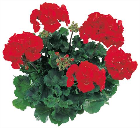 foto van een variëteit aan bloemen, te gebruiken als: Potplant, perkplant, patioplant Pelargonium zonale Tango® Dark Red