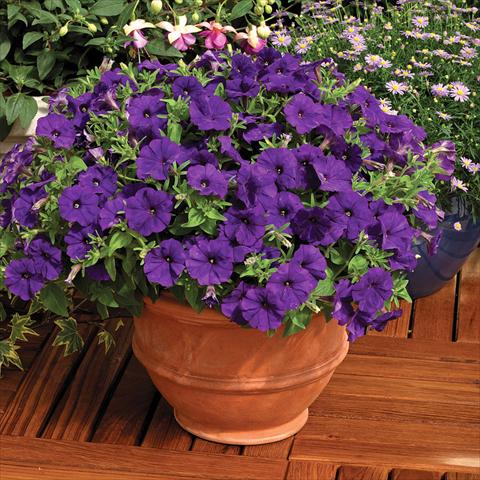 foto van een variëteit aan bloemen, te gebruiken als: Pot - en perkplant Petunia milliflora Picobella F1 Blue