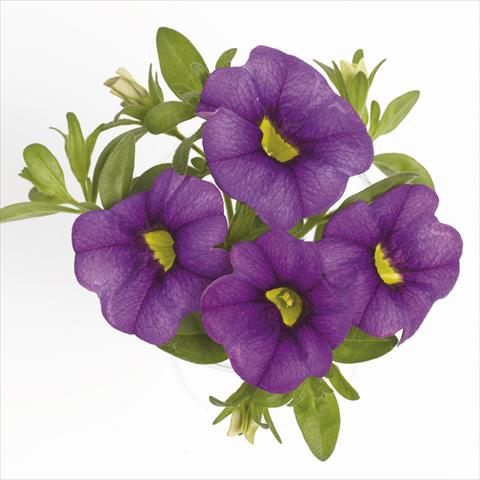 foto van een variëteit aan bloemen, te gebruiken als: Korf / Pot Calibrachoa RED FOX Aloha® Purple