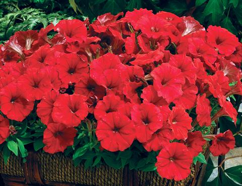 foto van een variëteit aan bloemen, te gebruiken als: Pot - en perkplant Petunia milliflora Picobella F1 Red