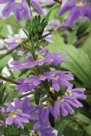 foto van een variëteit aan bloemen, te gebruiken als: Potplant, patioplant, korfplant Scaevola aemula Whirlwind Trailing Mid Blue
