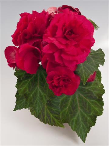 foto van een variëteit aan bloemen, te gebruiken als: Potplant, perkplant, patioplant, korfplant Begonia tuberhybrida NonStop® Deep Rose