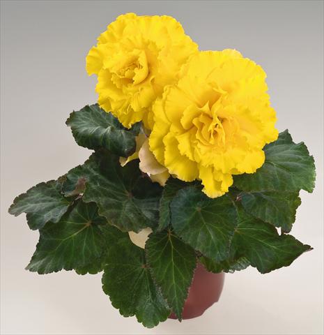 foto van een variëteit aan bloemen, te gebruiken als: Potplant, perkplant, patioplant, korfplant Begonia tuberhybrida NonStop® Yellow with Red Back