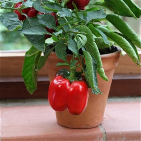 foto van een variëteit aan bloemen, te gebruiken als: Pot - en perkplant Capsicum annuum Redskin Pepper