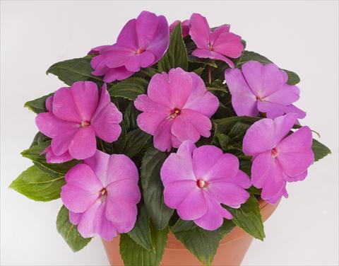 foto van een variëteit aan bloemen, te gebruiken als: Potplant, perkplant, patioplant, korfplant Impatiens N. Guinea pac® Impacio® Lavender Pink