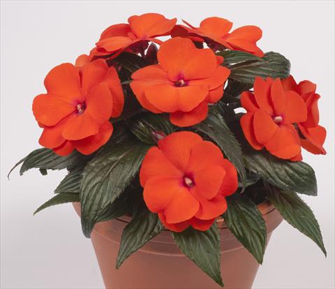 foto van een variëteit aan bloemen, te gebruiken als: Potplant, perkplant, patioplant, korfplant Impatiens N. Guinea pac® Impacio® Orange