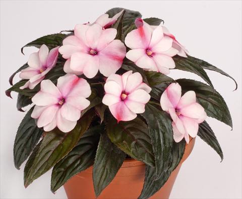 foto van een variëteit aan bloemen, te gebruiken als: Potplant, perkplant, patioplant, korfplant Impatiens N. Guinea pac® Impacio® Pearl