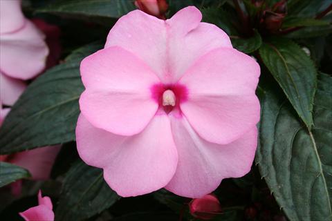 foto van een variëteit aan bloemen, te gebruiken als: Potplant, perkplant, patioplant, korfplant Impatiens N. Guinea pac® Impacio® Soft Pink